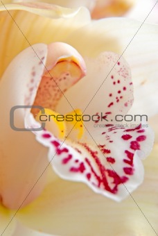 Orchid flower close-up, selective focus