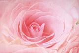 Closeup of a pink rose 