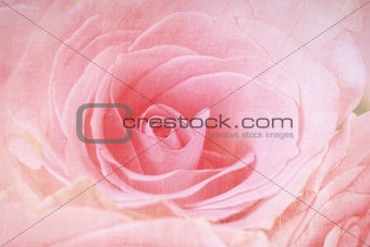 Closeup of a pink rose 