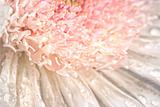 Pink chrysanthemum with antique distress