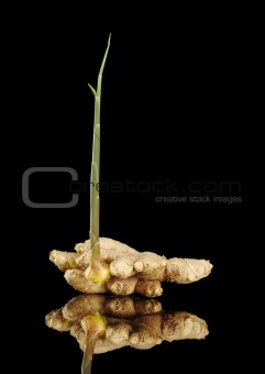 Sprouting Root Ginger on Black