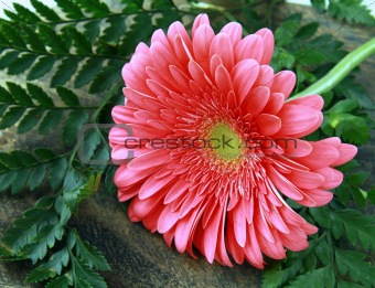 Pink Gerbera with green leaves on a wooden board