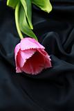 pink purple tulip on a silk background