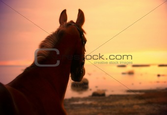 horse in suinset on the sea