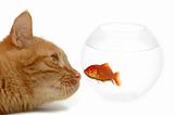 Strange friends or naive goldfish