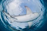 Lemon shark, Bahamas