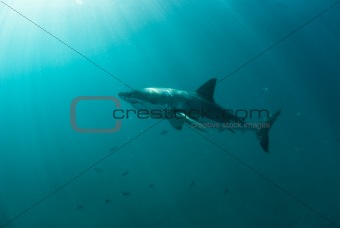 Great White shark swimming