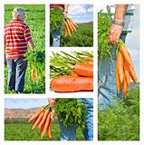 Collage of carrot farmer on his farm
