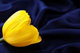 bright yellow tulip on a silk background
