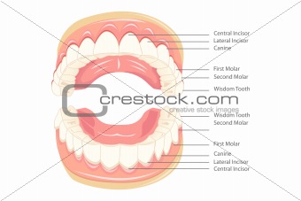 Teeth Anatomy