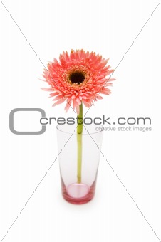 Gerber daisy isolated on the white background