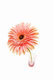 Gerber daisy in glass isolated on the white background