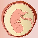embryo fetus