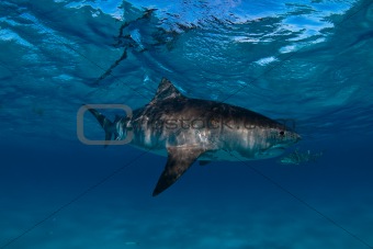 Tiger shark, Bahamas