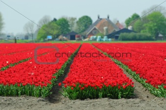 Field Of Tulips