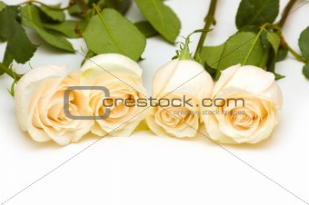 Fresh roses isolated on the white background