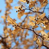 Closeup on linden tree seeds. Spring season.