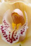 Orchid flower close-up, selective focus 