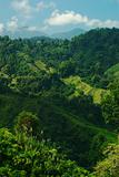 Lush Hillside in Colombia