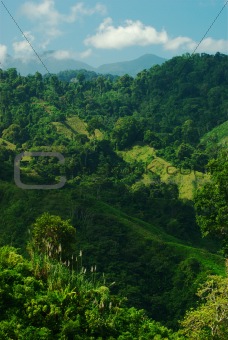 Lush Hillside in Colombia