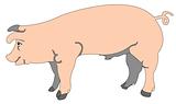 cartoon of a pig