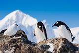 penguins  in Antarctica
