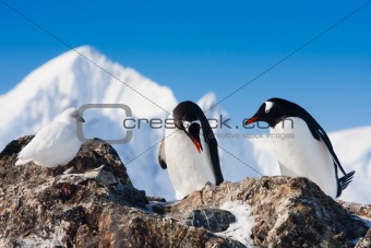 penguins  in Antarctica