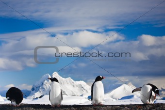 penguins dreaming 