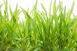 Green grass on a spring field 