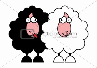 funny black and white sheep