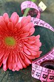 pink gerbera with a measuring tape conception diet