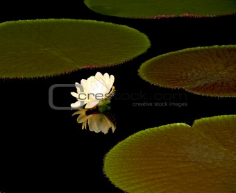 Lotus Flower in a night pond