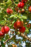 Apples in an Apple Tree