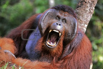 The male of the orangutan grimaces and yawns.