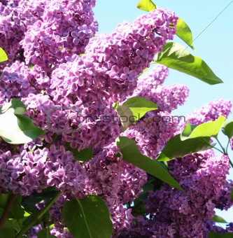 Lilac with leaves on a blue sky as background
