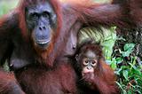 A female of the orangutan with a baby.