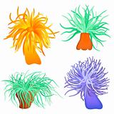 various sea anemones - vector