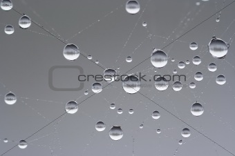 droplets on the cobweb