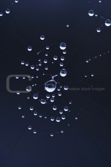 droplets on the cobweb