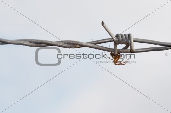 spider on the barbwire