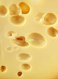 Maasdam cheese with large holes for background