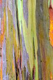 rainbow eucalyptus bark
