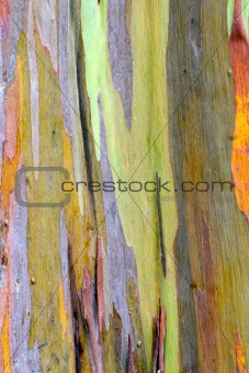 rainbow eucalyptus bark
