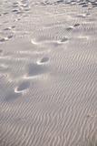 soft treads on sand