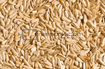 Lots of sunflower seeds arranged as background