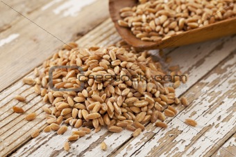 scoop of farro grain