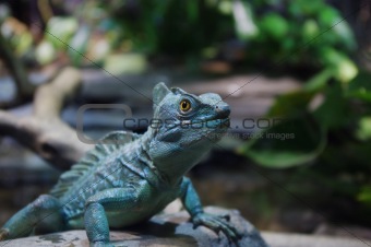 Iguana looking