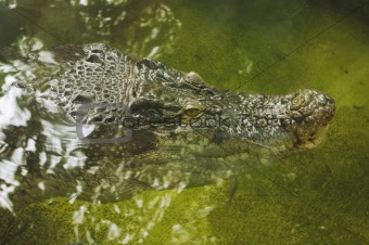 a crocodile face in water