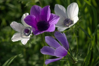 Anemone color flower from Galilee