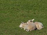 Lambs in the meadow